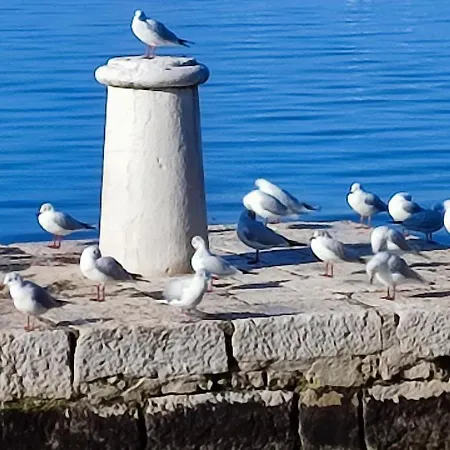 Vlado Zadar